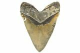 Sharply Serrated, Fossil Megalodon Tooth - North Carolina #192465-2